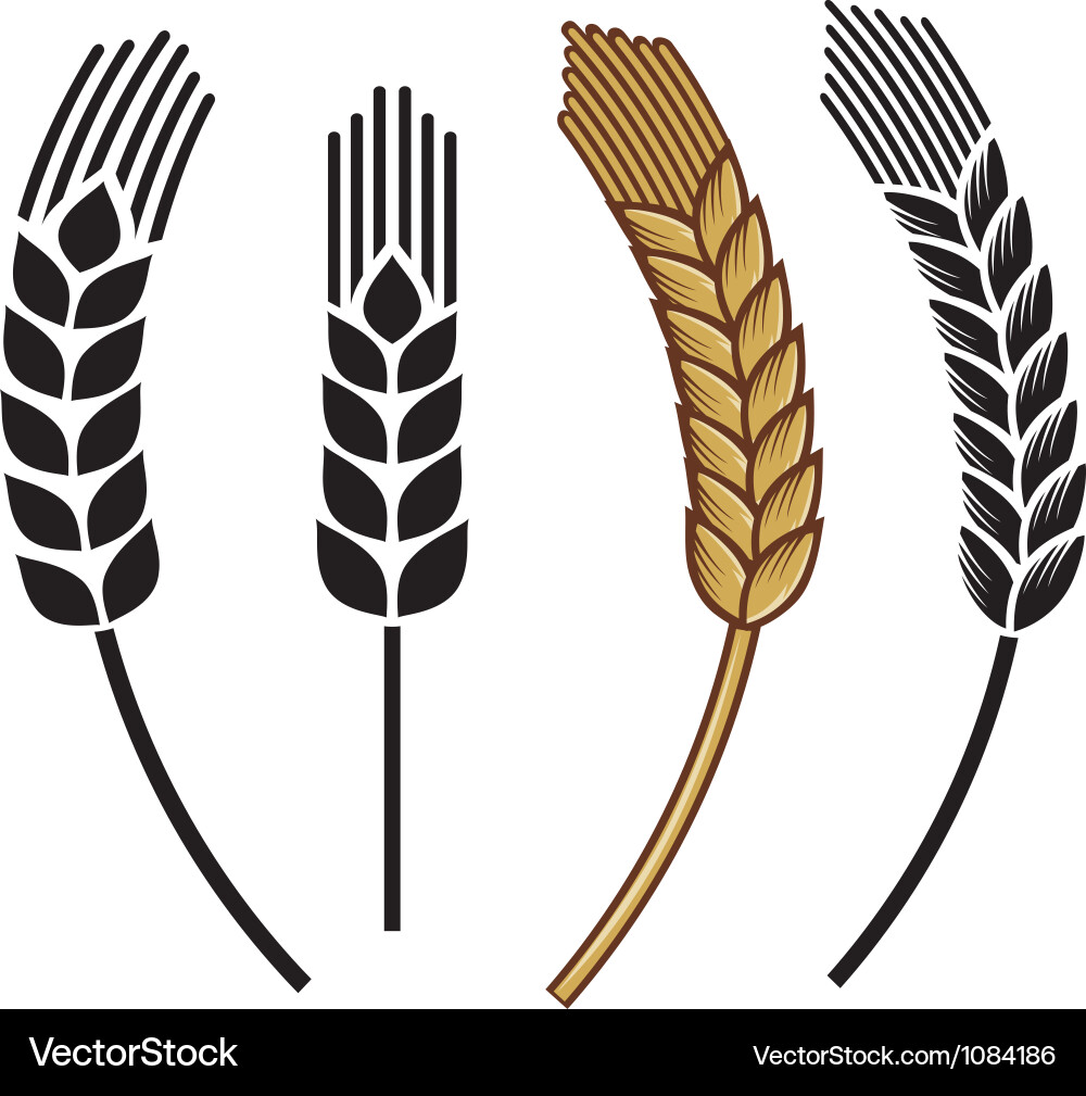 Wheat ear icon set Royalty Free Vector Image - VectorStock