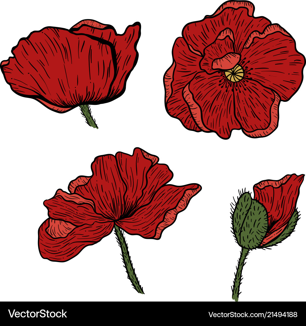 Poppy flowers hand drawn can be used in design Poppy flowers hand drawn can be used in design vector image