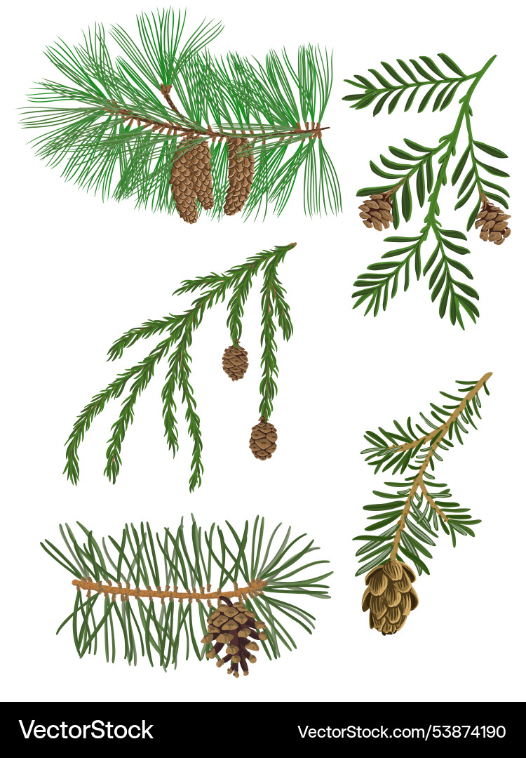 Drawing branches of coniferous trees Drawing branches of coniferous trees vector image