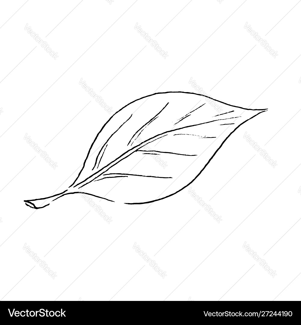 Simple outline drawing a leaf Royalty Free Vector Image