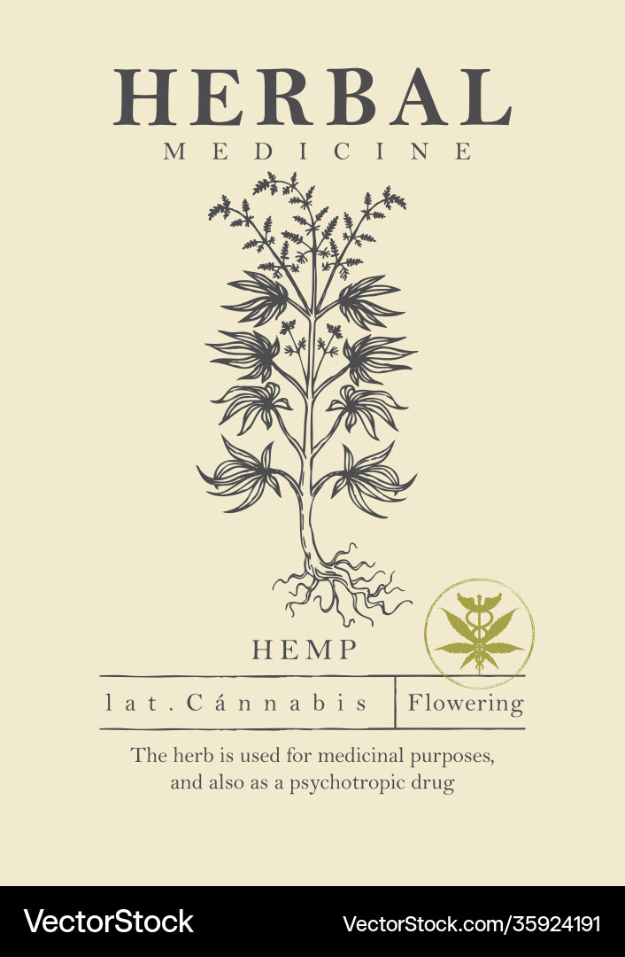 Botanical a hand drawn hemp plant vector image