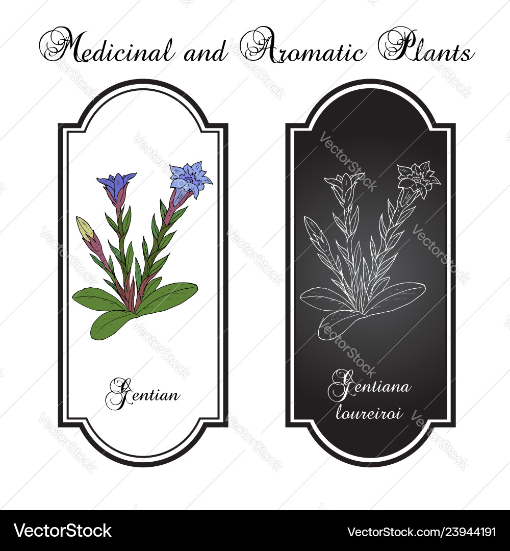 Gentian gentiana loureiroi medicinal plant Gentian gentiana loureiroi medicinal plant vector image