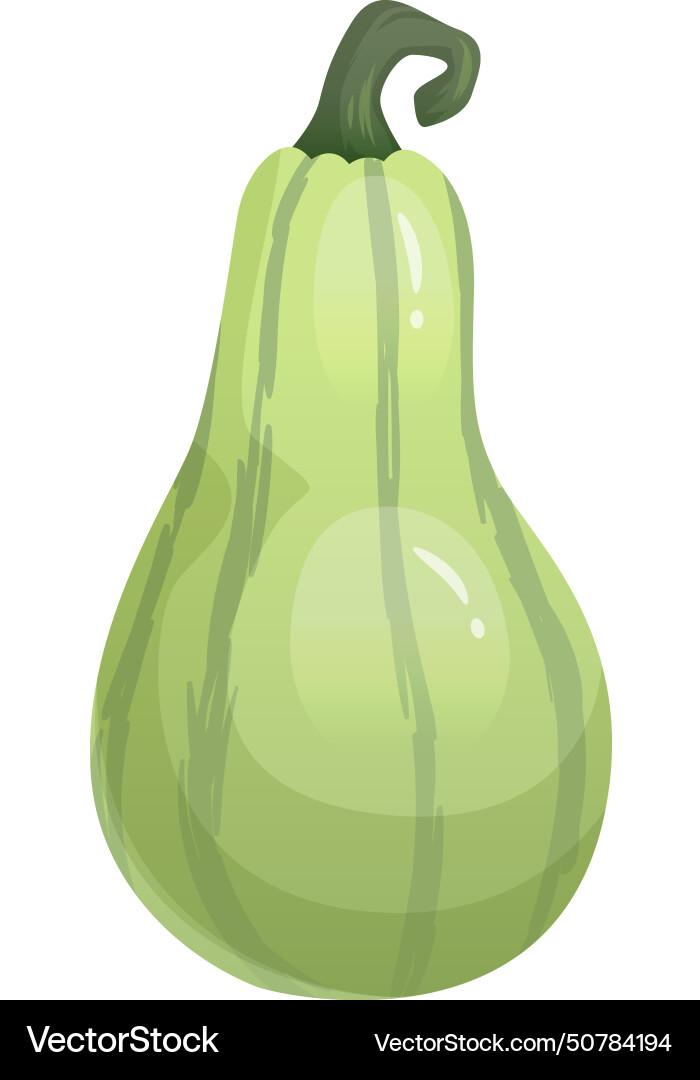 Green gourd vegetable cartoon autumn harvest crop Green gourd vegetable cartoon autumn harvest crop vector image