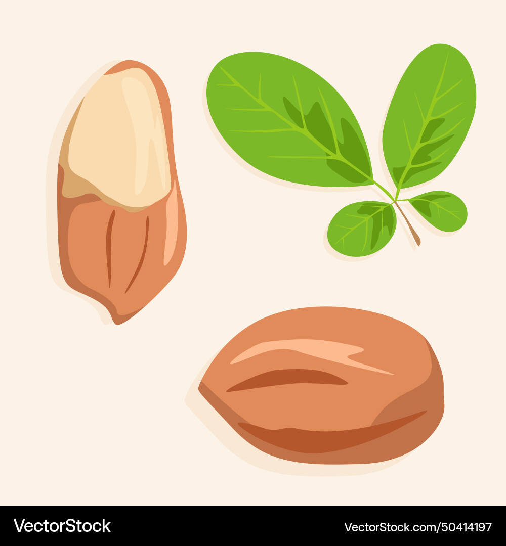 Peanut kernels in shell with tree leaf vector image