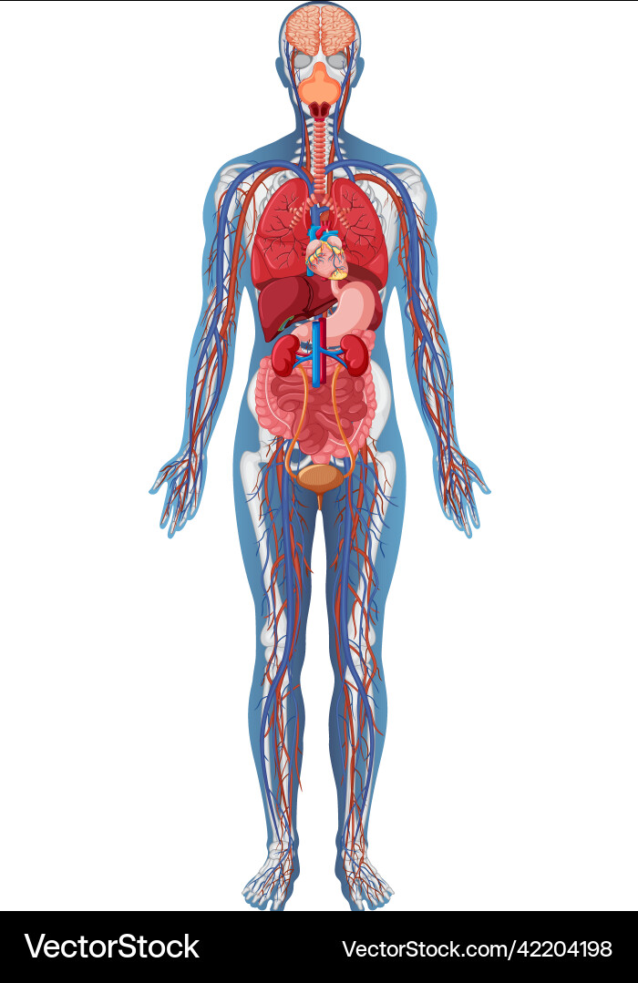 Anatomische Struktur menschlicher Körper Vektorbild