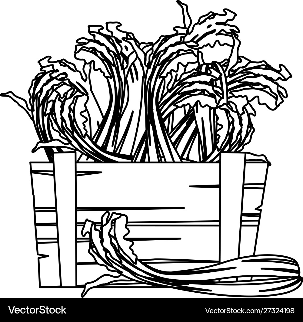 Isolated celery icon design Vector Image