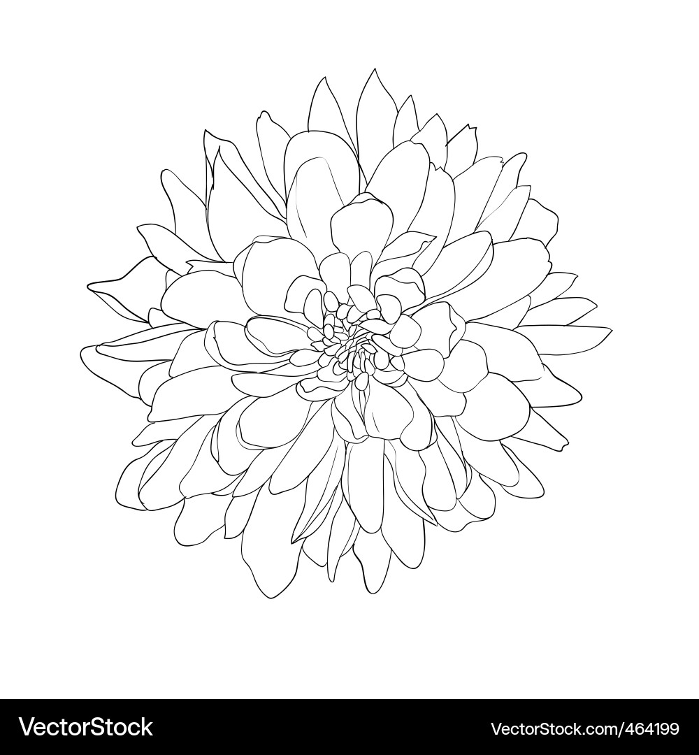Hand-Drawn Floral Elements Vector Image