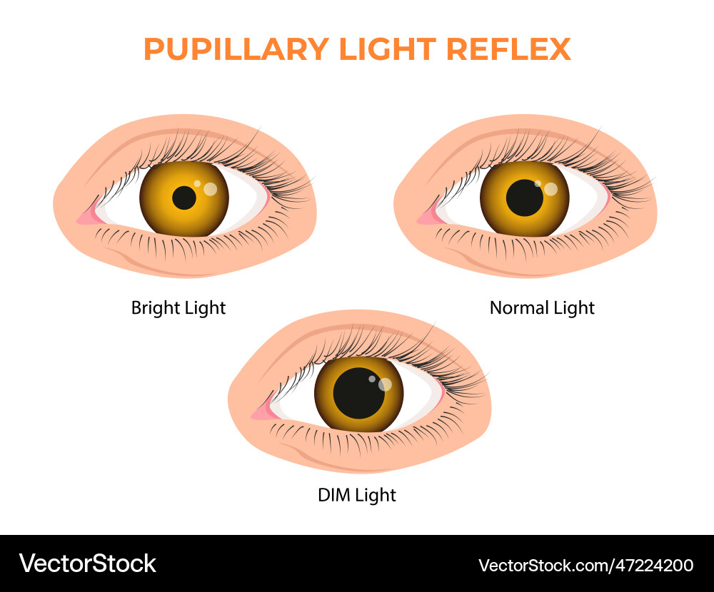 Pupillary light reflex plr or photopupillary Vector Image