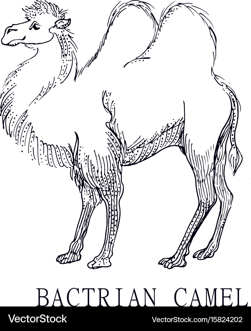 Bactrian Camel Sketch Vector Image