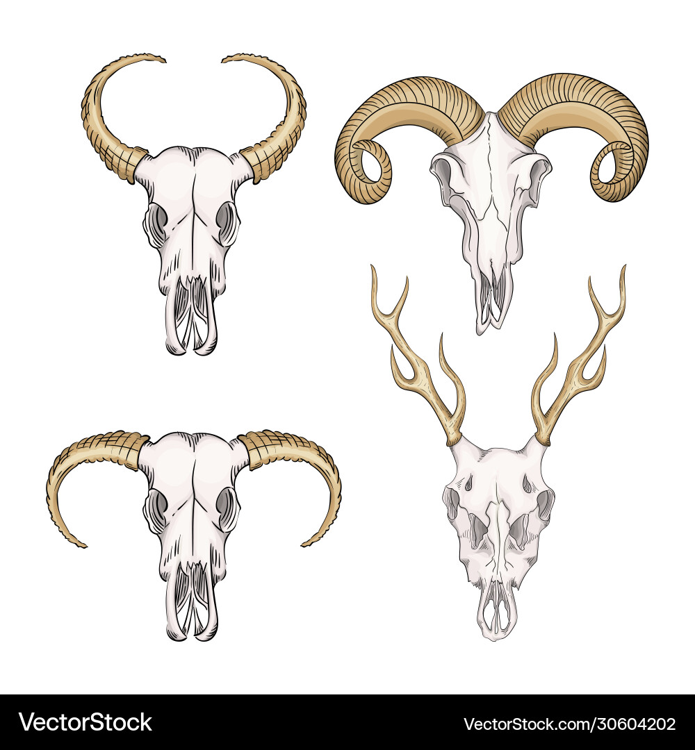 Collection skulls wild animals western Vector Image
