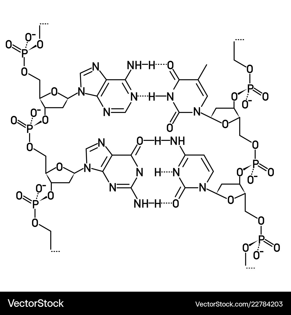 Dna molecule structure vector image