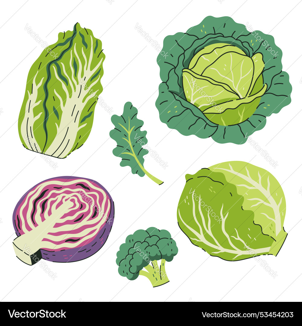 Set of different cabbage isolate on white Set of different cabbage isolate on white Vector Image
