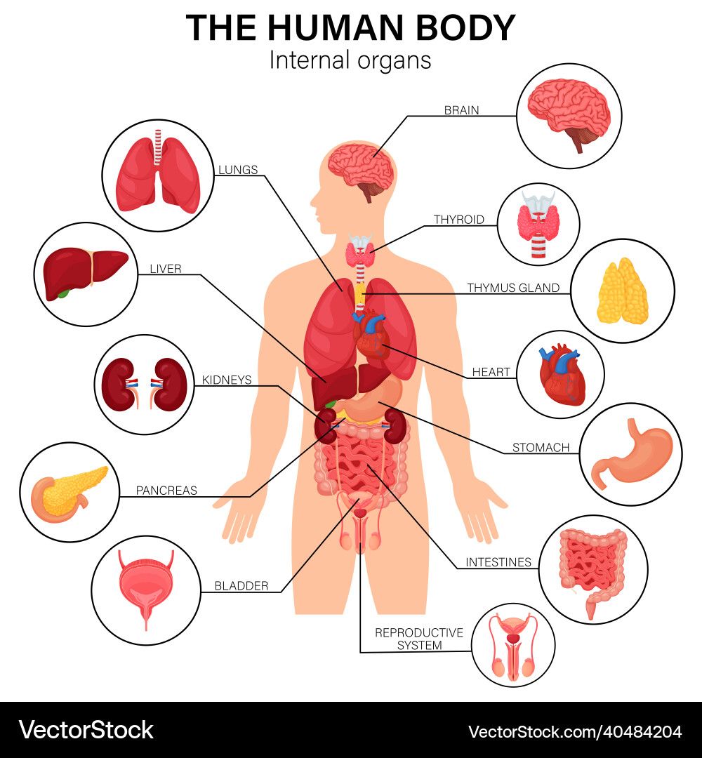 Human body internal organs diagram flat Human body internal organs diagram flat vector image