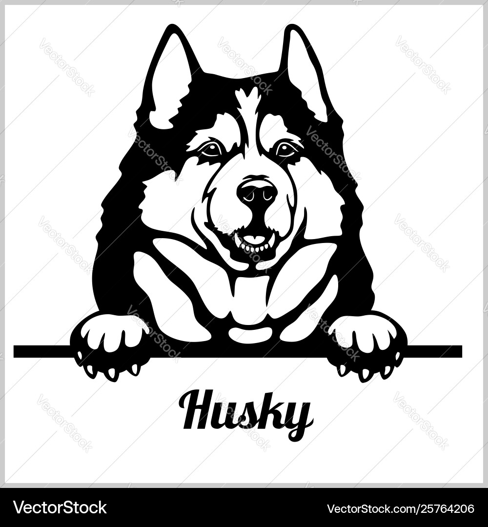 Husky - Peeking Hunde Rasse Gesichtskopf isoliert Husky - Peeking Hunde Rasse Gesichtskopf isoliert vektorbild