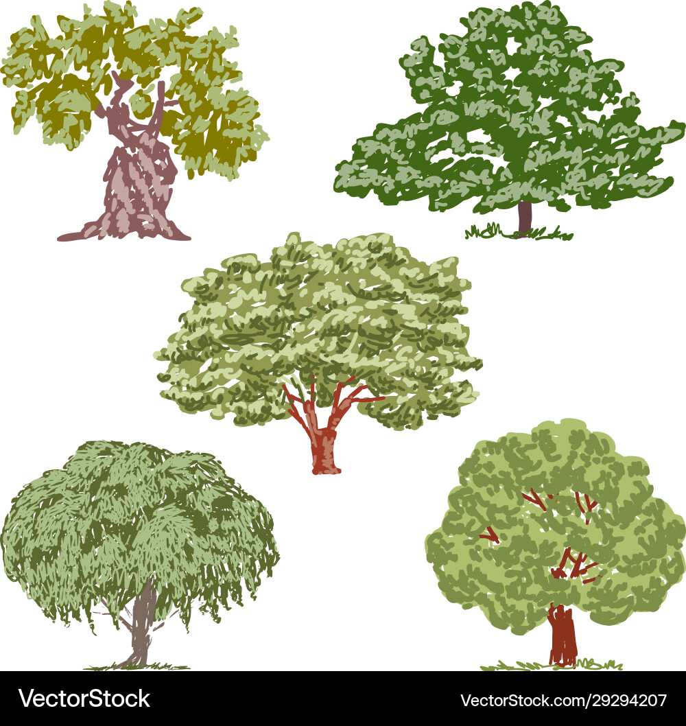 Image various deciduous trees sketches Vector Image