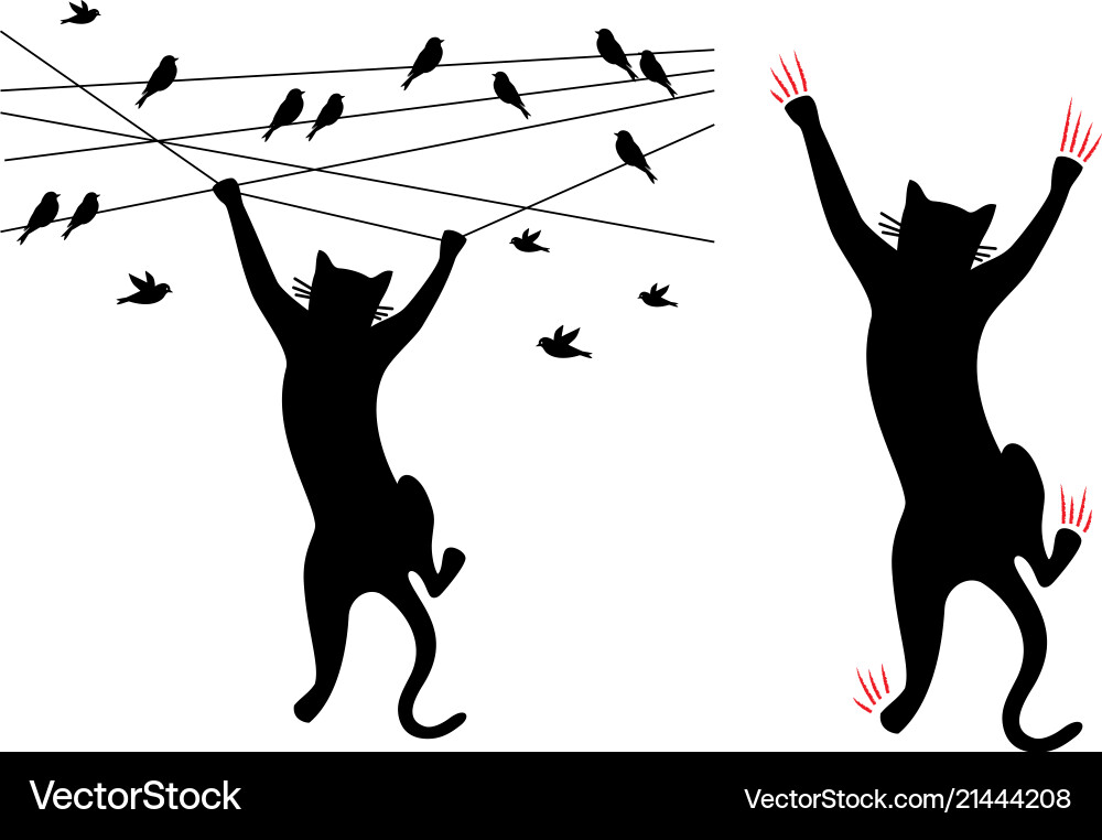 Black cat climbing birds on wire