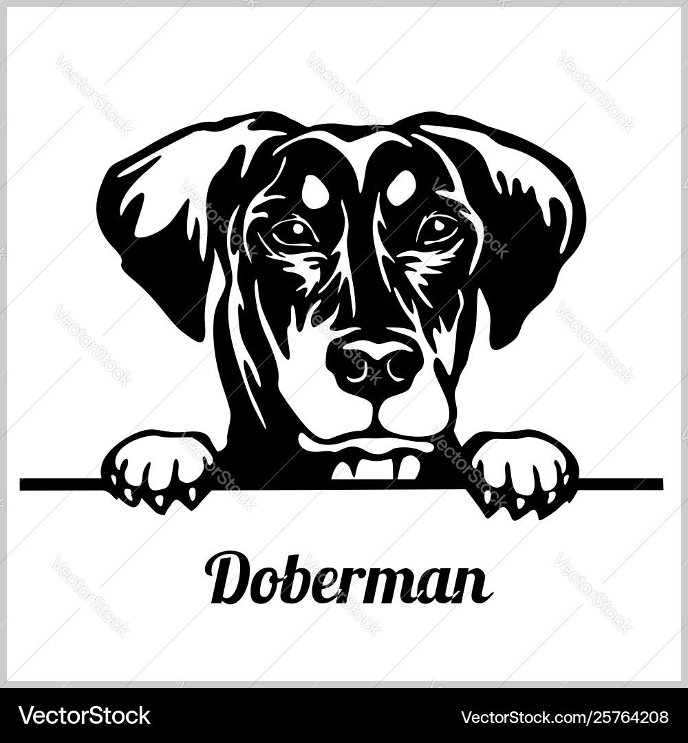 Doberman - Peeking Hunde Rasse Gesichtskopf isoliert Doberman - Peeking Hunde Rasse Gesichtskopf isoliert vektorbild