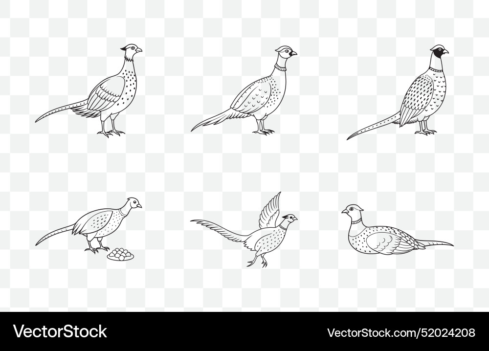 Print pheasant line art set Vector Image