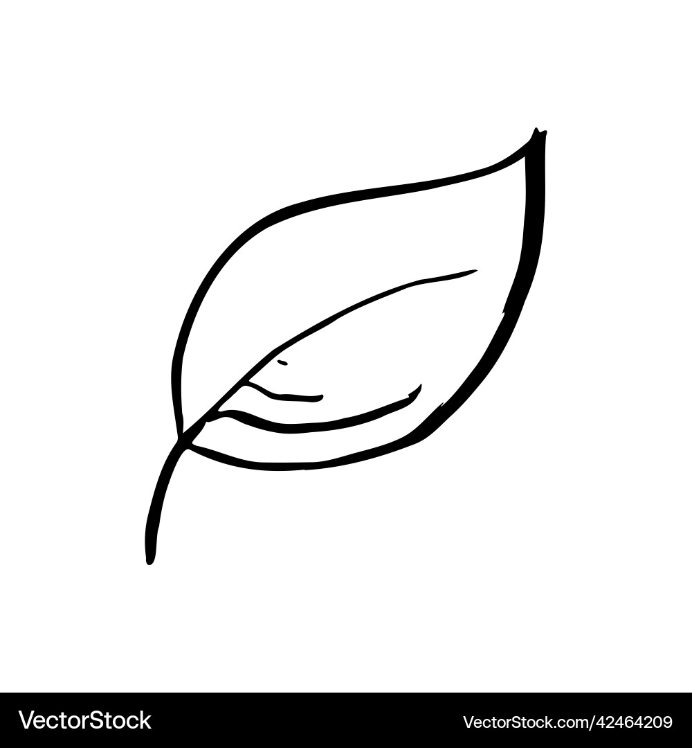 Summer sketch outline leaf hand drawn line herb Summer sketch outline leaf hand drawn line herb vector image