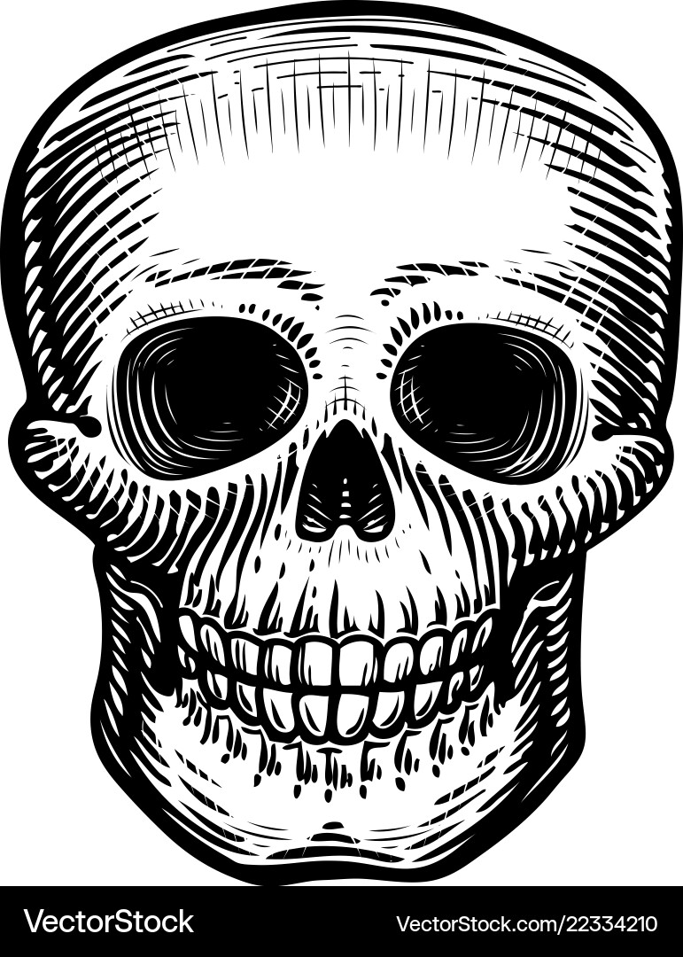 Human skull sketch hand-drawn skeleton zombie Human skull sketch hand-drawn skeleton zombie Vector Image