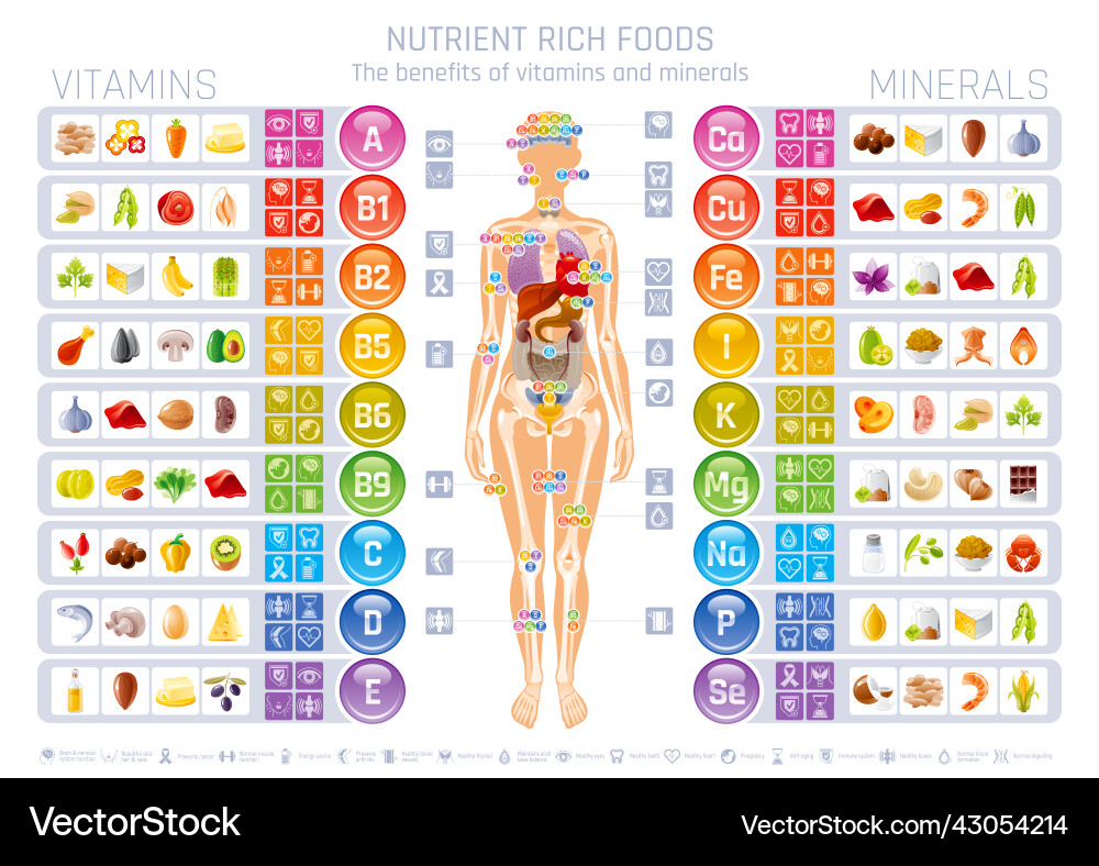 Vitamin Mineral And Human Body Infographic Vector Image