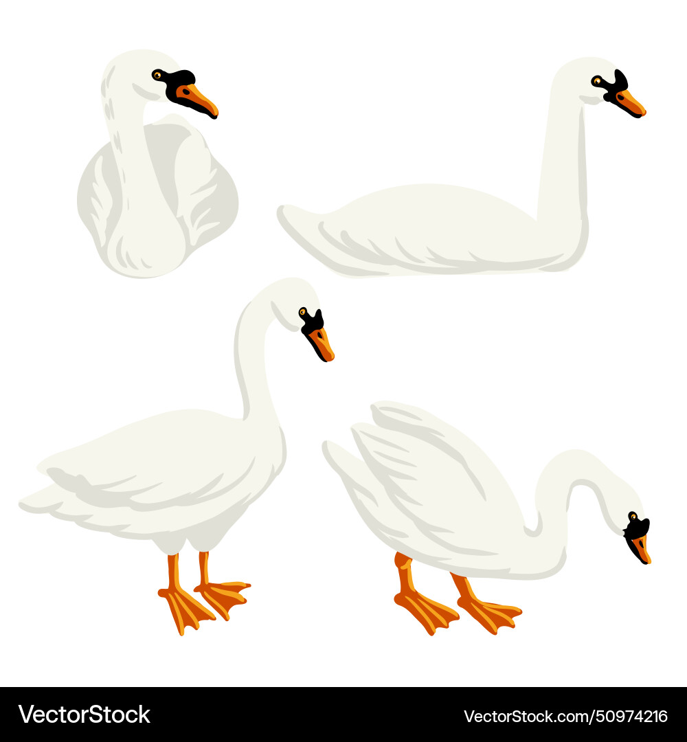 Drawing white swan Drawing white swan vector image