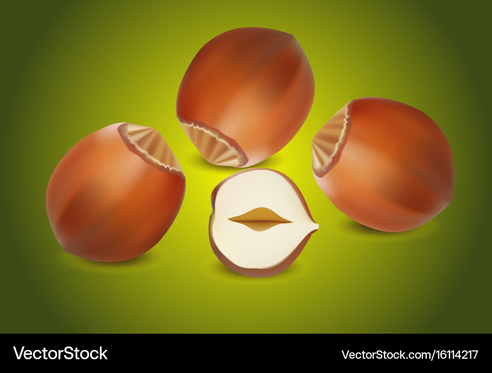 Forest nuts hazelnuts isolated on white background Vector Image