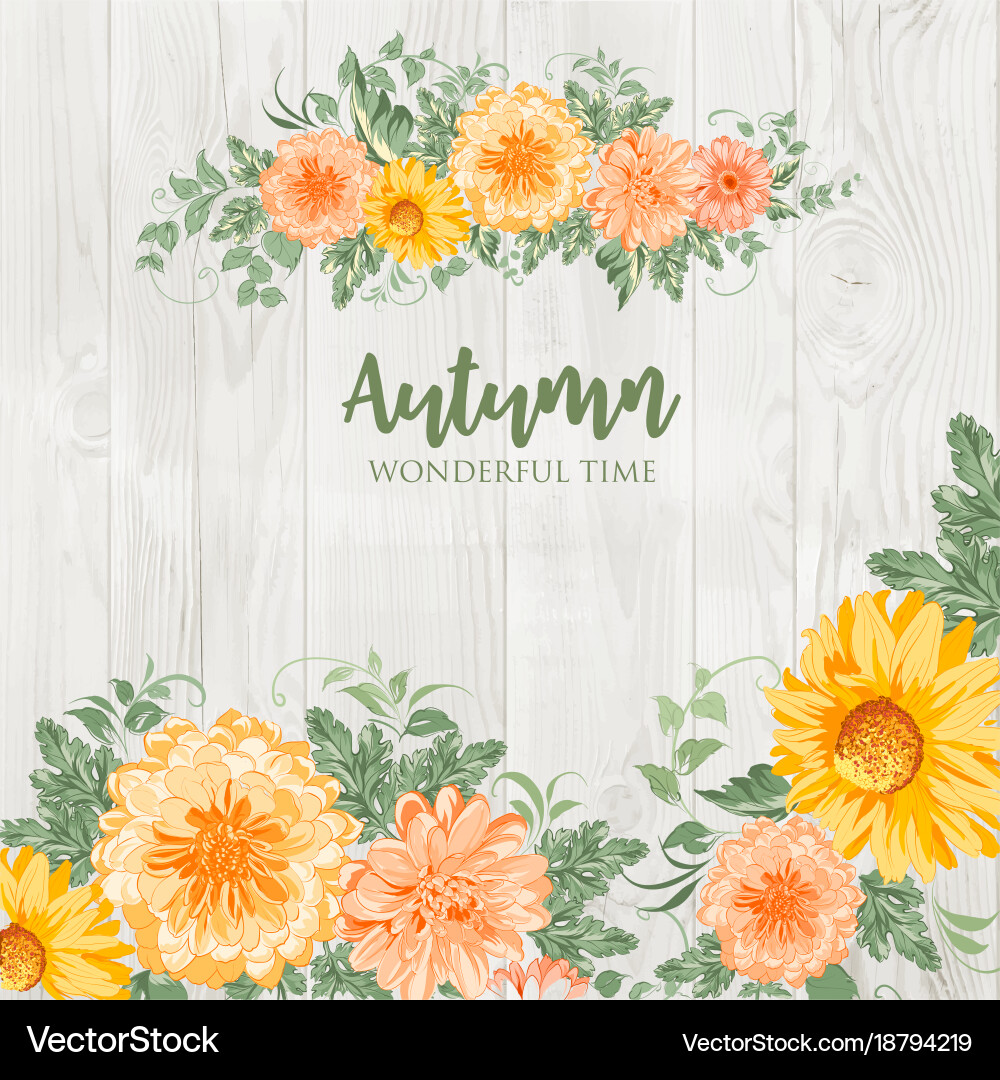 Autumn Chrysanthemum Flowers Vector Image