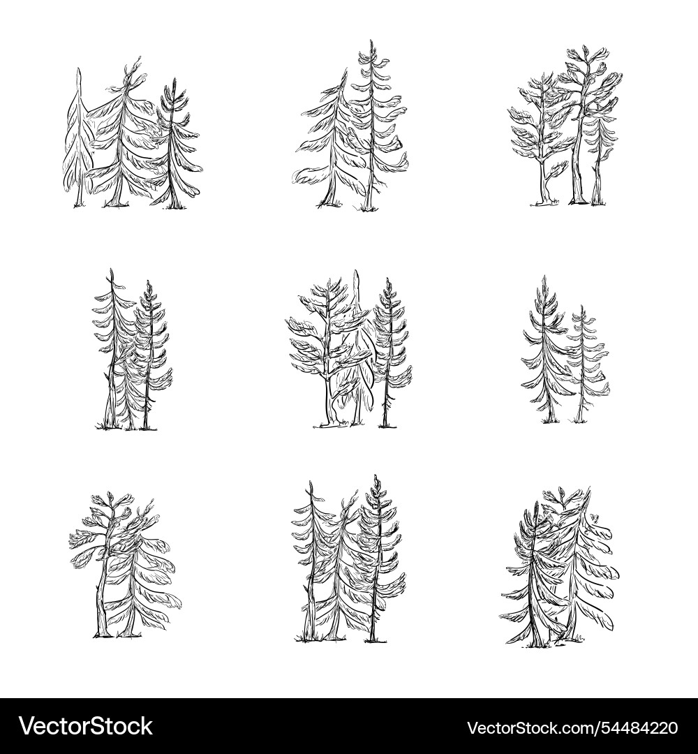 Outline sketch spruce and pine trees collection Outline sketch spruce and pine trees collection vector image