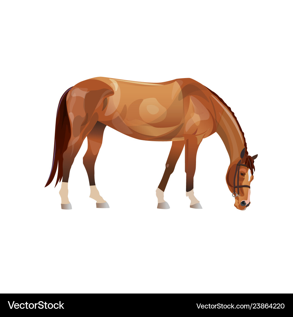 Weidepferd Weidepferd vektorbild