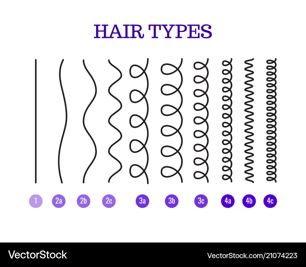 Hair Type Chart - Curl Classification vector image