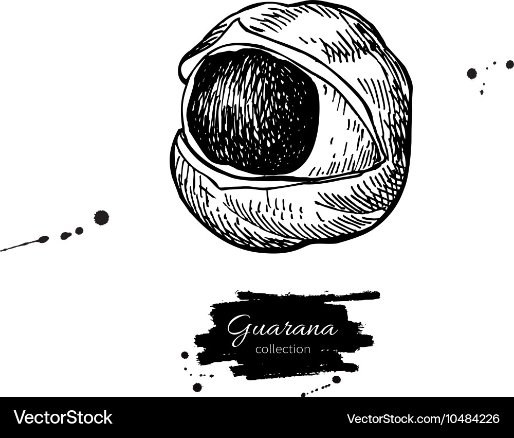 Guarana superfood drawing isolated hand Vector Image