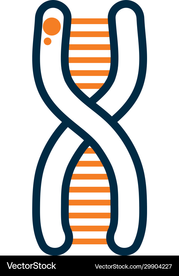 Isolated dna structure half line color style vector image