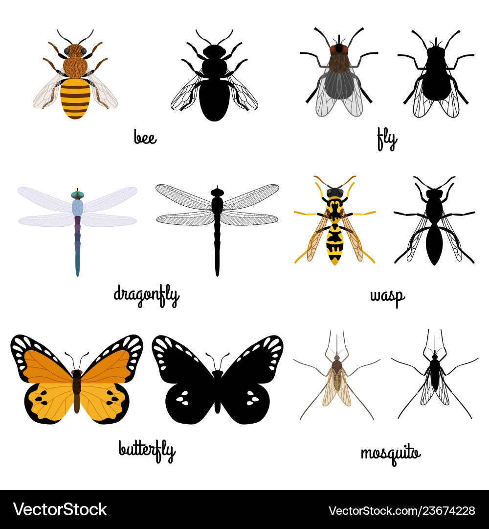 Colorful and black silhouettes flying insects Colorful and black silhouettes flying insects vector image