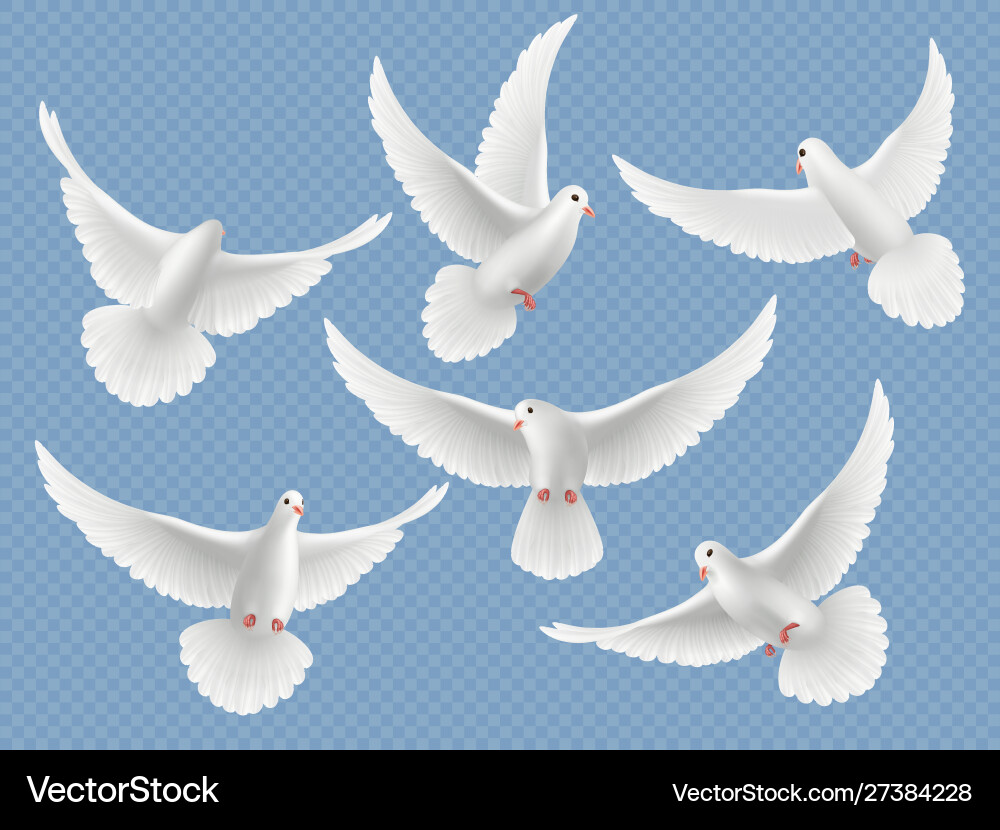 Realistic doves white freedom flying birds vector image