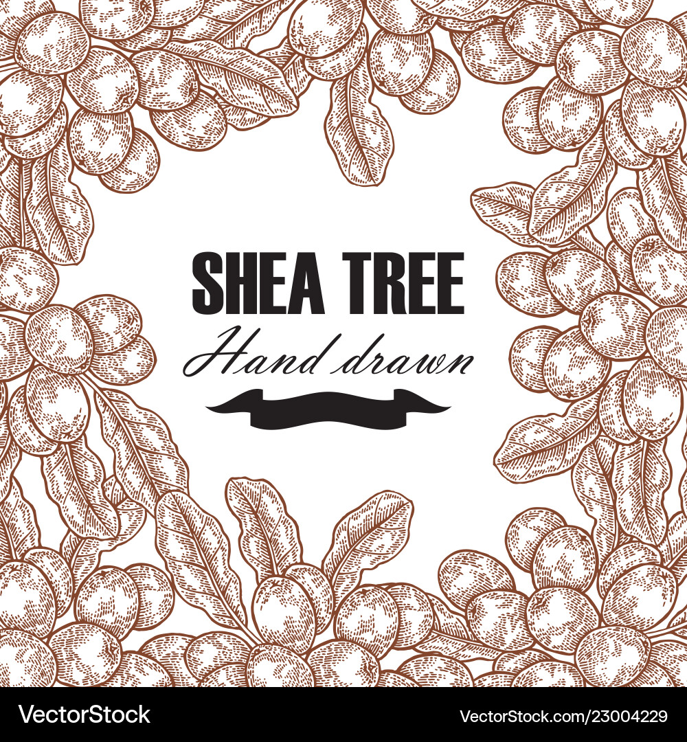 Background template with shea tree branch nuts Background template with shea tree branch nuts vector image