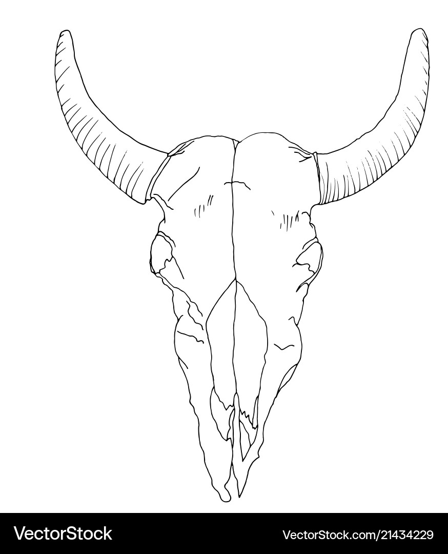 Cow Skull Sketch - Deaths Head Vector Image