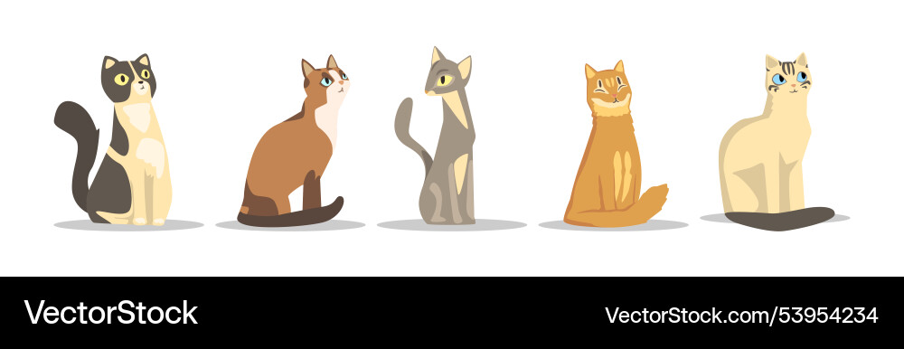 Different cat breed as domestic pet in sitting Different cat breed as domestic pet in sitting vector image