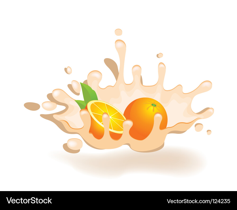 Oranges Vector Image