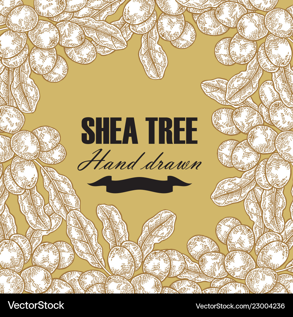Background template with shea tree branch nuts Background template with shea tree branch nuts Vector Image
