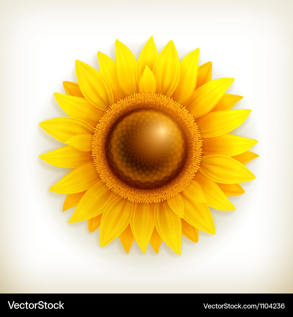 Vibrant Sunflower Royalty Free Vector Image - VectorStock