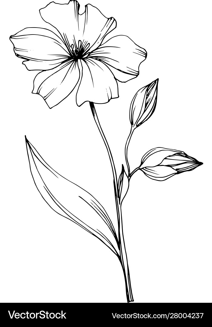 Flax floral botanical flowers black Flax floral botanical flowers black vector image