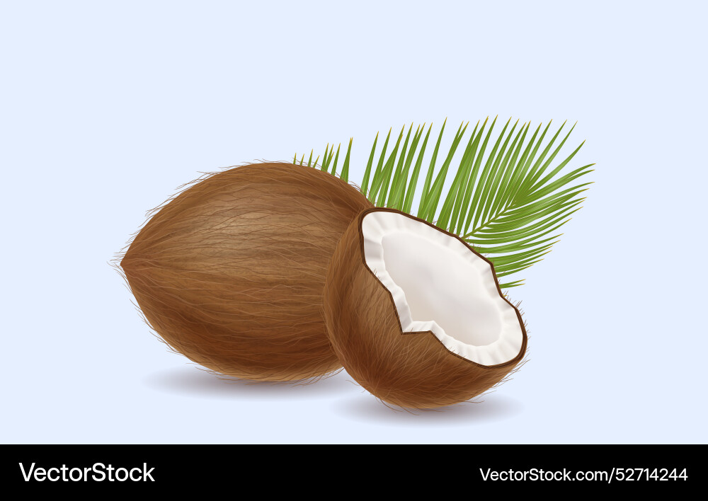 Coconuts with leaf on light background Coconuts with leaf on light background vector image
