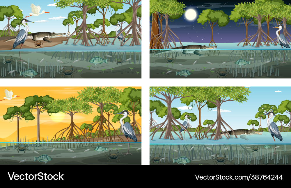 Different mangrove forest landscape scenes Different mangrove forest landscape scenes vector image