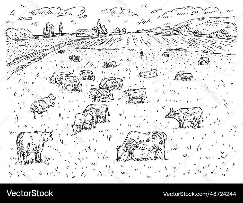 Vintage Black Cattle Engraving Vector Image