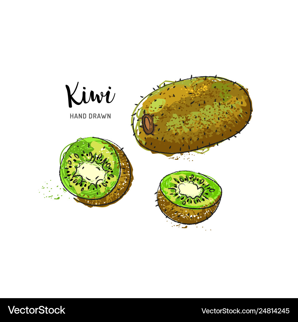 Kiwi fruit drawing watercolor on a white Kiwi fruit drawing watercolor on a white vector image