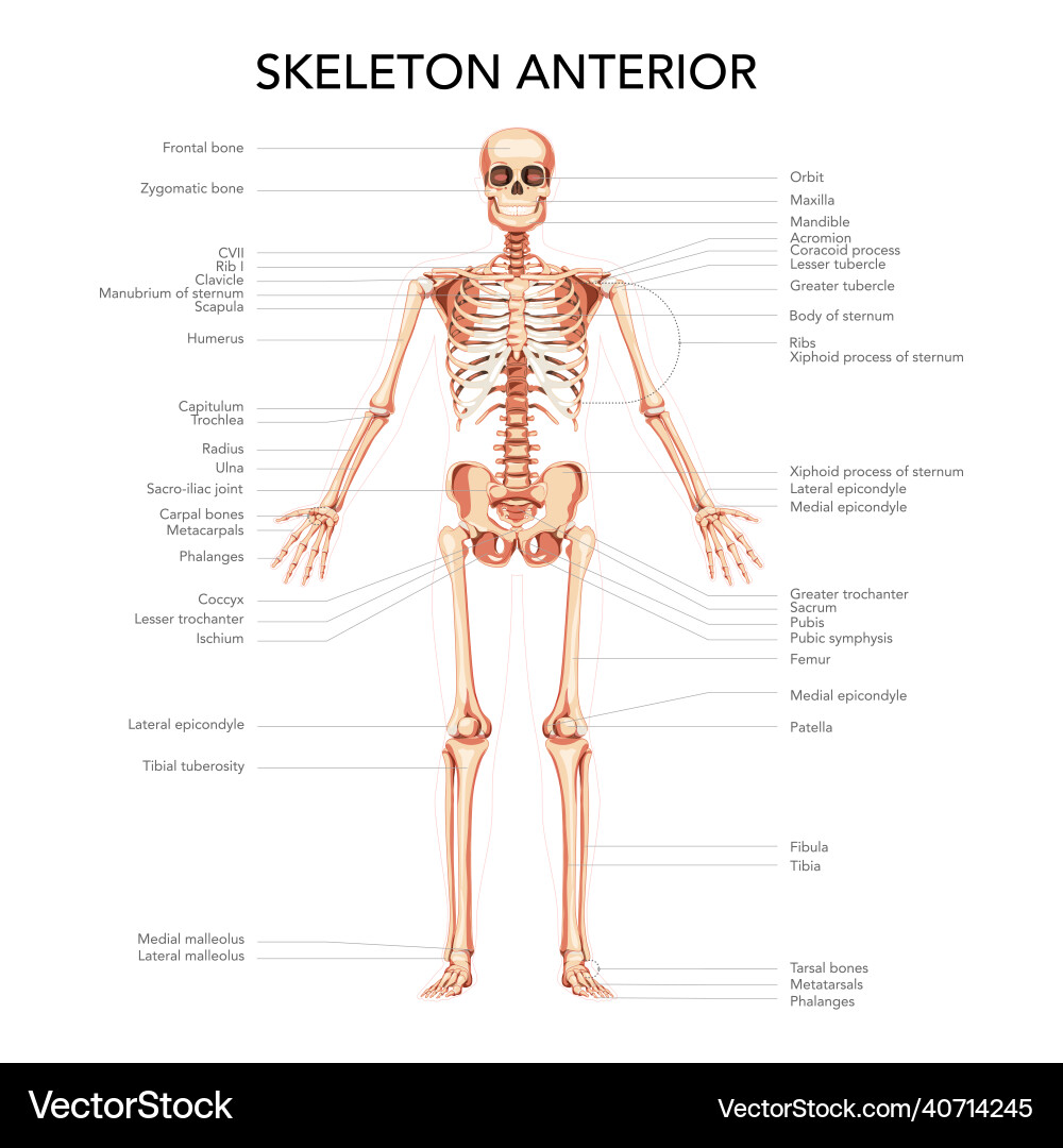 Skeleton human diagram front anterior view Skeleton human diagram front anterior view vector image