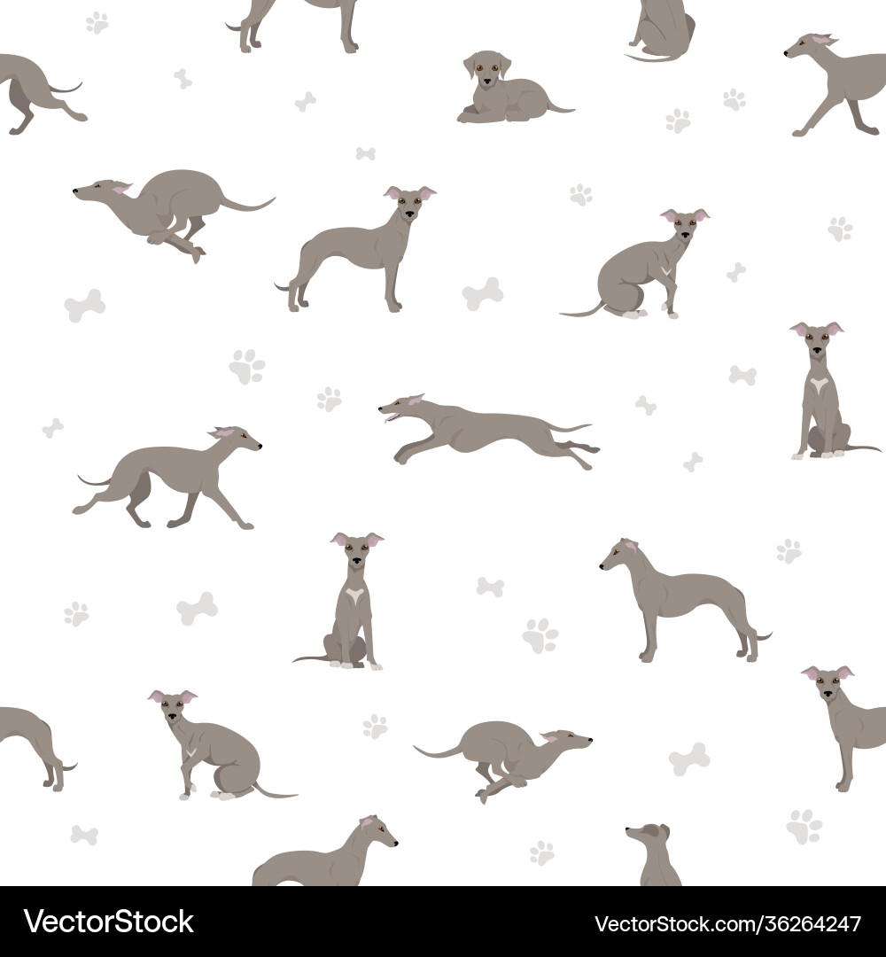 Whippet seamless pattern different poses coat Whippet seamless pattern different poses coat vector image