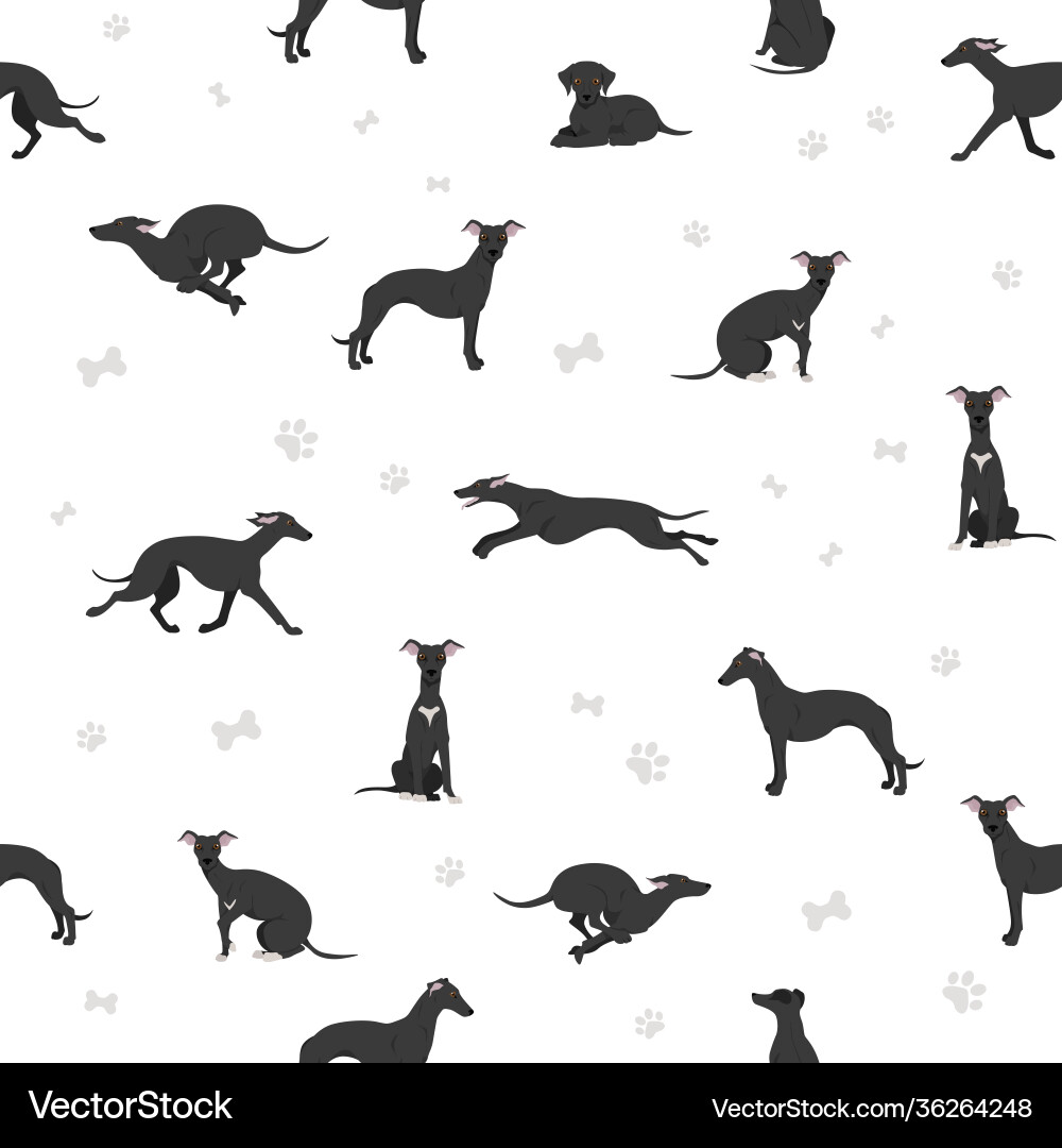 Whippet seamless pattern different poses coat Whippet seamless pattern different poses coat vector image