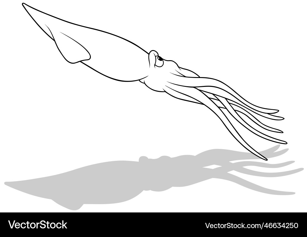 Drawing of a floating squid from the side view vector image